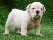 TWO CUTE ENGLISH BULLDOG PUPPIES