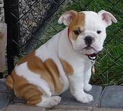 Adorable English Bulldog Puppies For Free Adoption