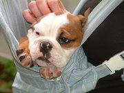 Gorgeous English Bulldog Puppies Available