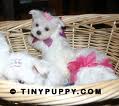 cute male and female maltese puppies for free adoption