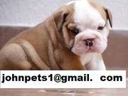 Free Female and male English Bulldog 