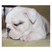 AKC ENGLISH BULLDOG PUPPIES