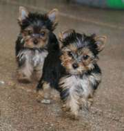 yorkie puppies