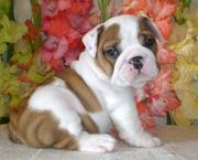 English Bulldogs Puppies Available Now!  Beautiful Bulldogs