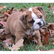 Adorable English bulldog puppy for a good home