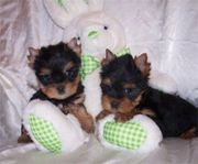 TeaCup Yorkie Babies