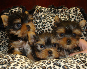 Adorable Yorkie Puppies For Free Adoption