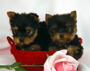 Mimi and Milo  Tea Cup Yorkie Free Adoption.(tracymoorgan@yahoo.com)