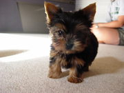 Adorable Yorkie Puppies ready for Adoption.