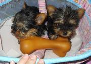  TWO GORGEOUS YORKIE PUPPIES FOR ADOPTION