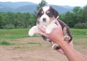 Australian Shepherd for sale