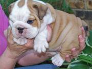  English Bulldog Puppies Seeking Loving Homes