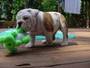 AKC English bulldog puppies for sale