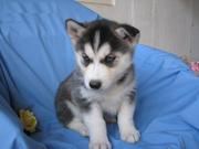 Pair of Siberian Husky puppies on Adoption now