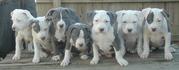 BLUE PITBULL PUPS FORSALE