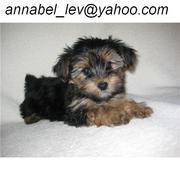 akc yorkie babies for adoption