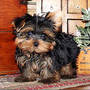 PRETTY YORKIE NEED A HOME