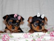 nice baby face Yorkie Puppies