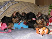 Yorkie baby Girl - Will make any family very happy :