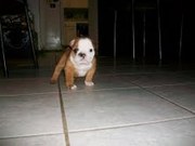 adorable bulldog puppies