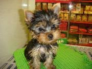 Teacup yorkie puppy fo adoption