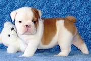 Cute English Bulldog Puppies For Adoption