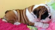 English Bulldog Puppies for Free Adoption 