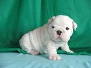 Wonderful English Bulldog Puppies For Adoption 