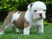  ENGLISH BULLDOG PUPPIES FOR ADOPTION 100$