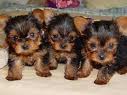 Adorable Male And Female Yorkie Puppies Ready For A New Home.