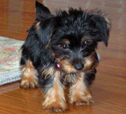 Adorable yorkie  Puppies For Free Adoption