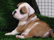 Quality English Bulldog Puppies!