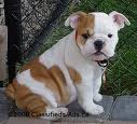 Two English bulldog puppies for adoption