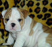 Unbilivable Loving English Bulldog Puppies For Adotion. Free