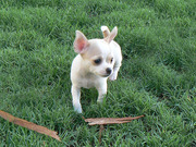 AKC chihuahua puppies girl and boy cuties for you