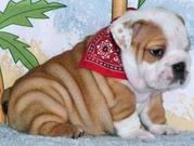 lovely male and female English Bulldogs puppies for adoption 