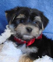 Cute, charming and adorable Yorkie Puppies