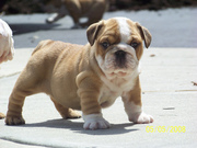 Akc English Bulldog Puppy