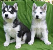 Blue eyes siberian husky puppies for sale