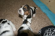 BASSETT HOUND PUPPIES $350.00