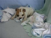  Affectionate English Bulldog Puppies For Adoption.