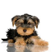 Yorkie puppies for adoption