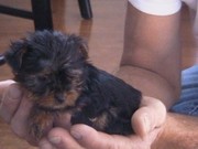 I have Lovely Tea Cup Yorkie Babies Ready For their new homes for free