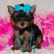 Yorkie Puppies for beautiful homes