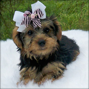 Yorkshire Terrier Puppies for sale