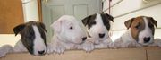 AKC Bull Terrier Puppies.