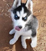 Sweet Siberian Husky Puppies