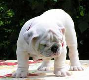 Adorable AkC English bulldog puppies