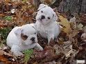 HOME RAISED ENGLISH BULLDOG PUPPIES FOR ADOPTION