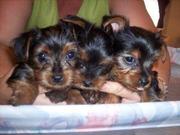 Healthy charming and adorable tea cup yorkie puppies